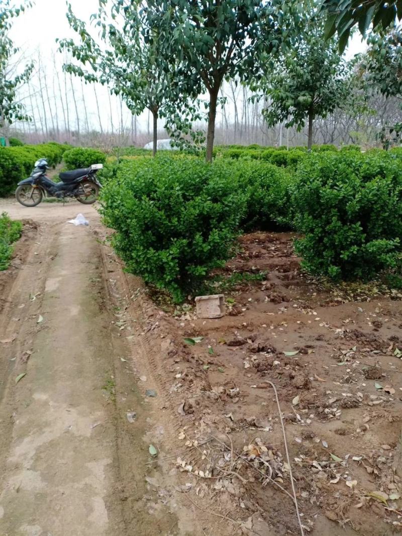 卫矛种植大户低价供应卫矛，卫矛球冠40—150公分量大