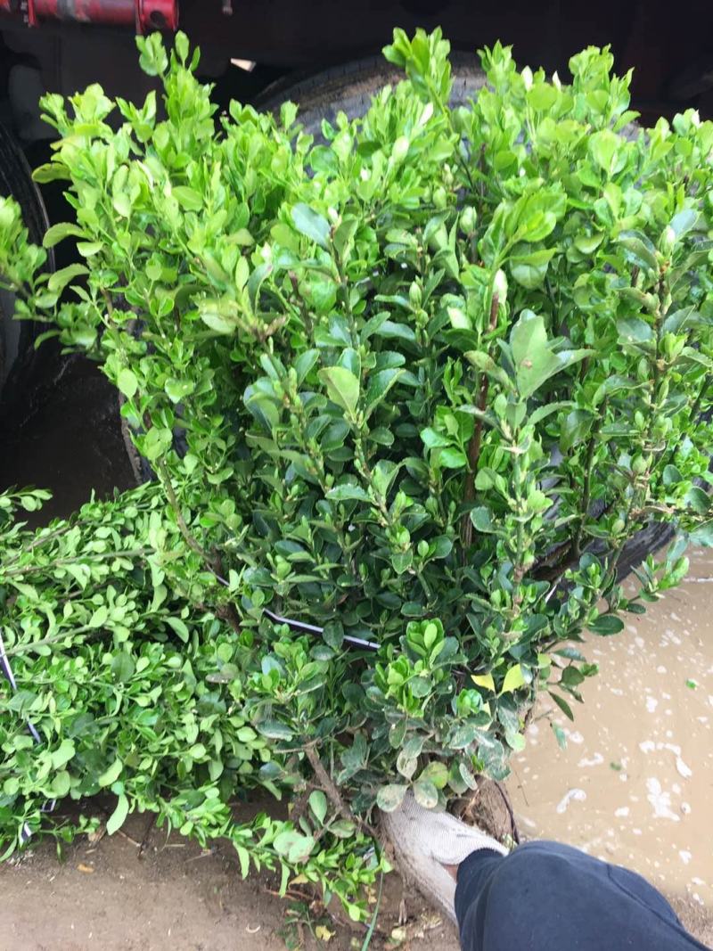 卫矛种植大户低价供应卫矛，卫矛球冠40—150公分量大