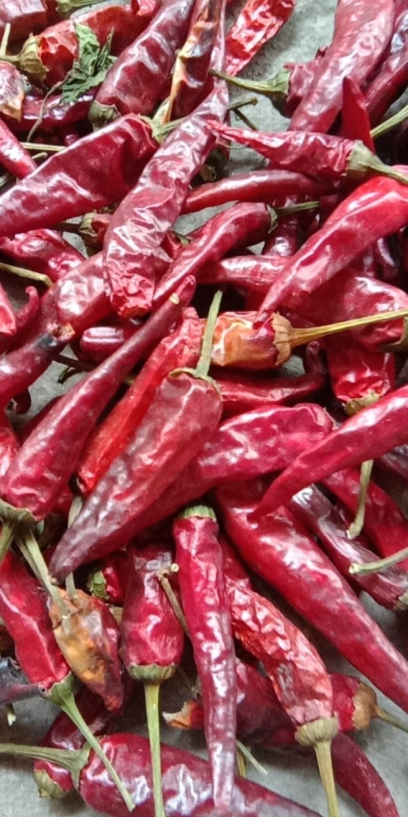 辣椒王系列干辣椒012
