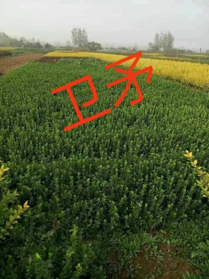 卫矛种植大户低价供应卫矛，卫矛球冠40—150公分量大