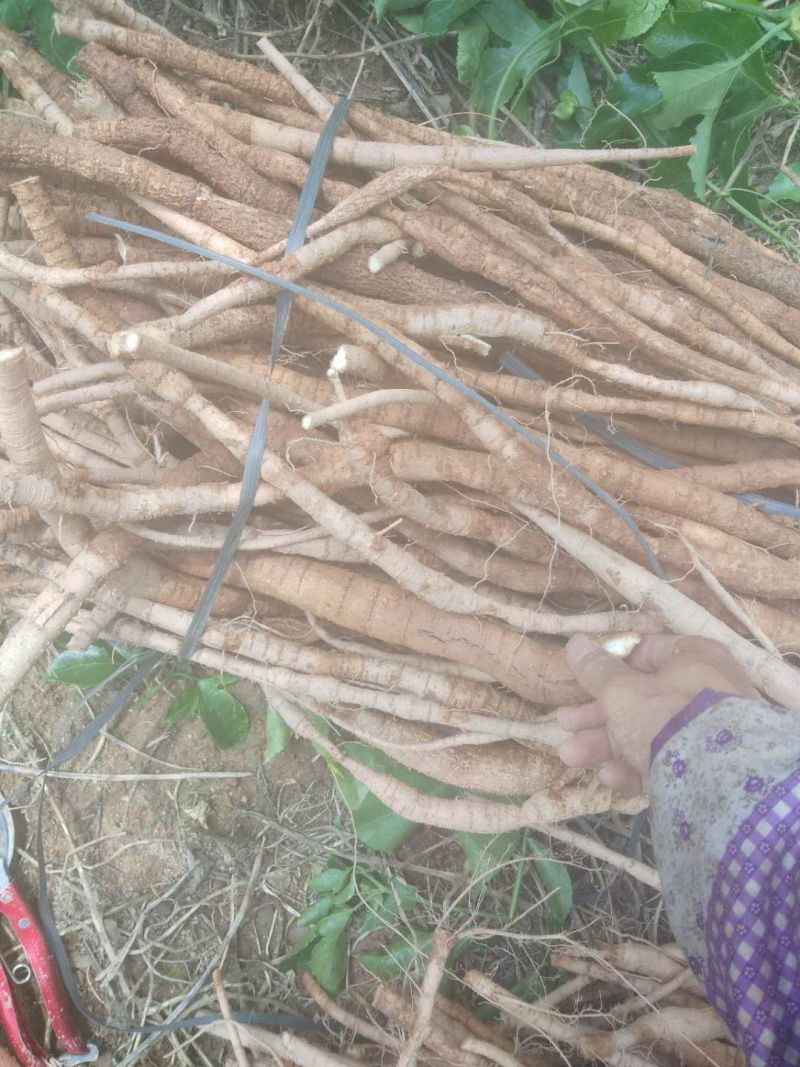 广西牛大力统货
