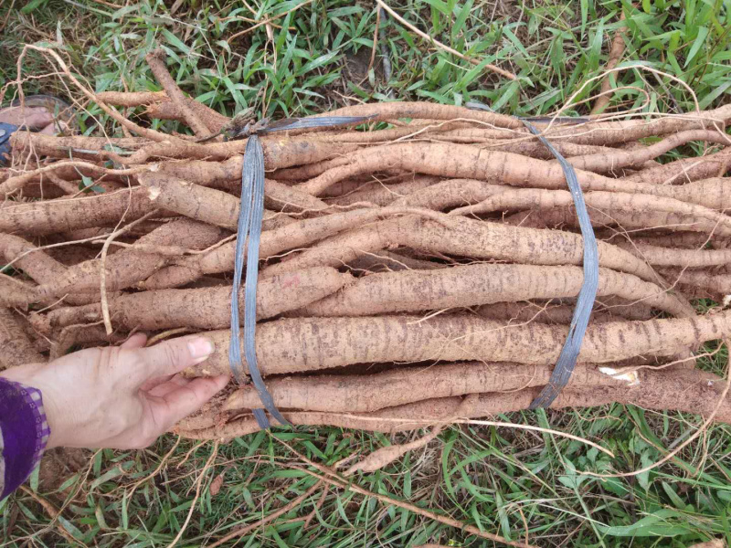 广西牛大力统货