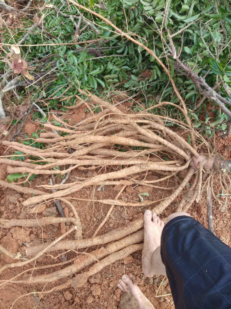 广西牛大力统货