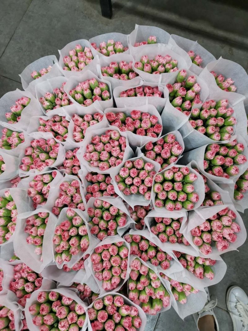 鲜花康乃馨鲜切花云南昆明斗南基地直地一手货源批发