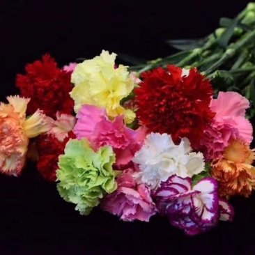 鲜花康乃馨鲜切花云南昆明斗南基地直地一手货源批发