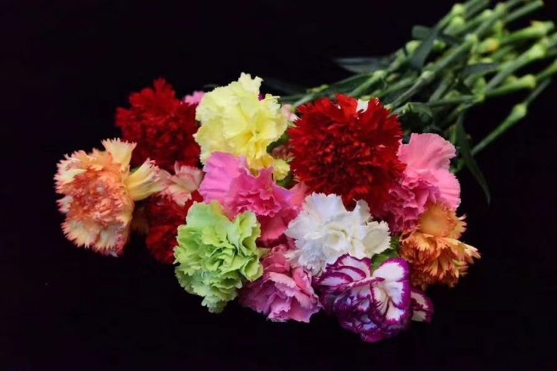 鲜花康乃馨鲜切花云南昆明斗南基地直地一手货源批发