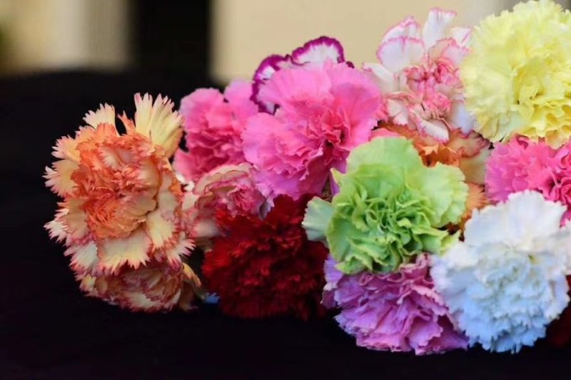 鲜花康乃馨鲜切花云南昆明斗南基地直地一手货源批发