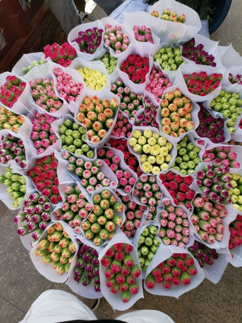 鲜花康乃馨鲜切花云南昆明斗南基地直地一手货源批发