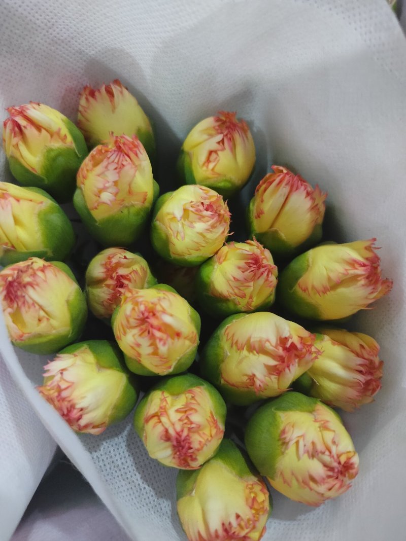 鲜花康乃馨鲜切花云南昆明斗南基地直地一手货源批发