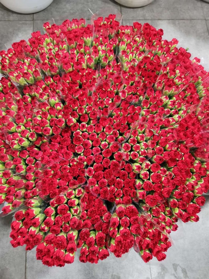 鲜花康乃馨鲜切花云南昆明斗南基地直地一手货源批发