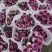 鲜花康乃馨鲜切花云南昆明斗南基地直地一手货源批发