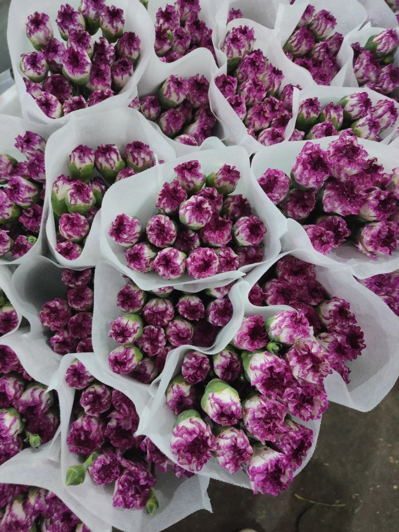 鲜花康乃馨鲜切花云南昆明斗南基地直地一手货源批发