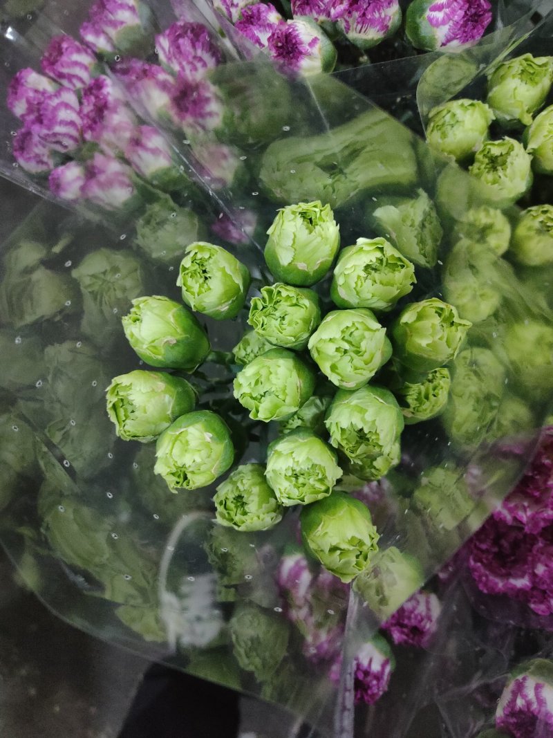 鲜花康乃馨鲜切花云南昆明斗南基地直地一手货源批发
