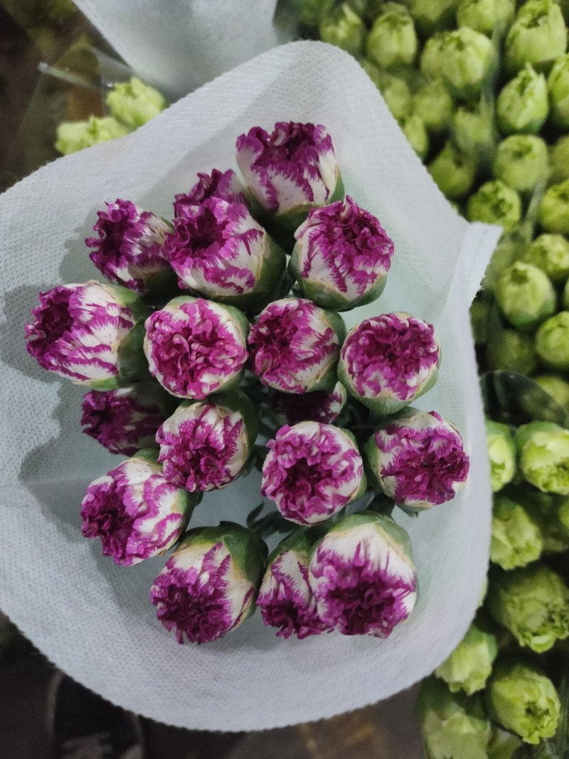 鲜花康乃馨鲜切花云南昆明斗南基地直地一手货源批发