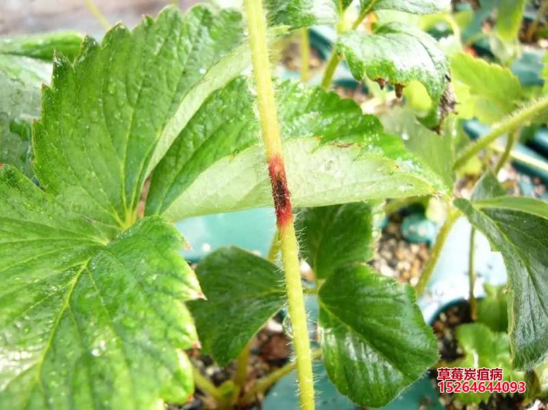 春雷溴菌腈炭疽病细菌角斑病蔓枯病青枯病溃疡病立枯病药