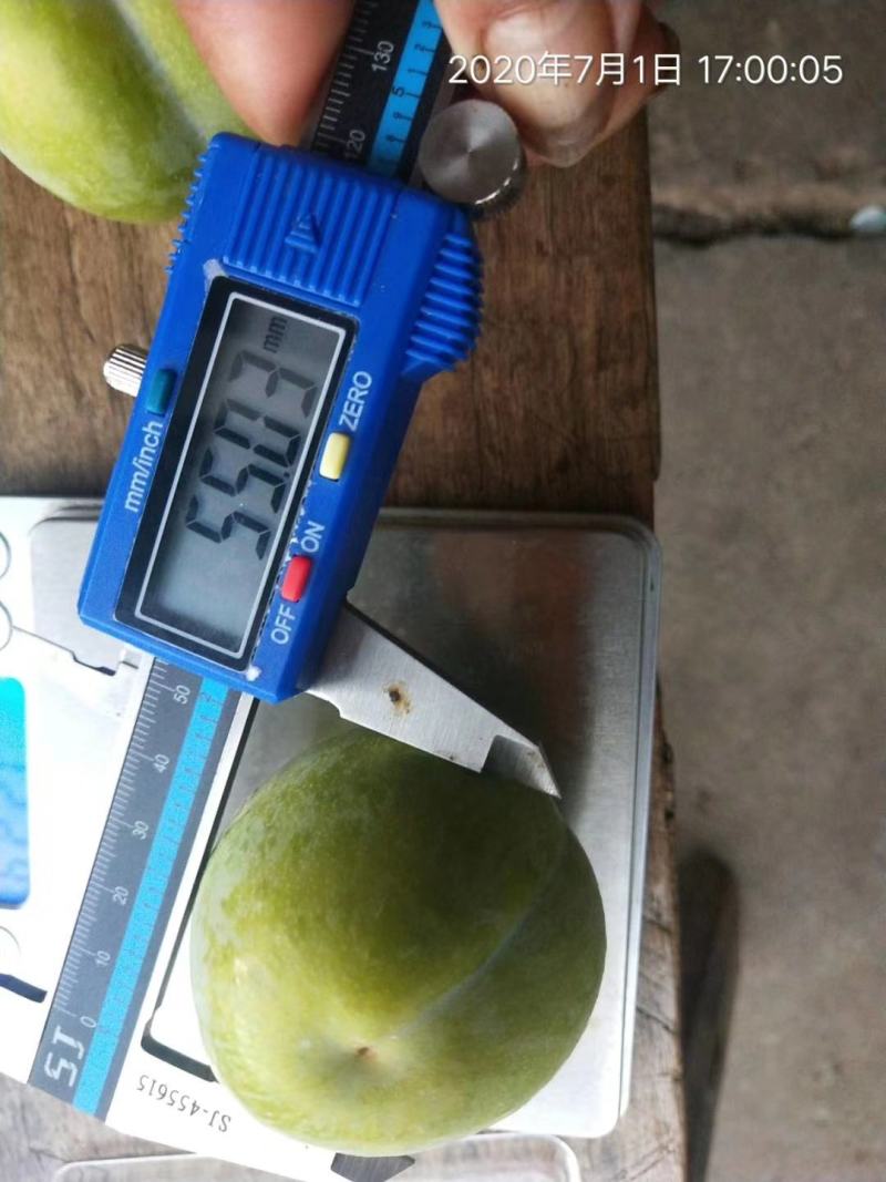 蜂糖李子苗，脆李子苗，爽口李子苗，甜味十足的李子苗