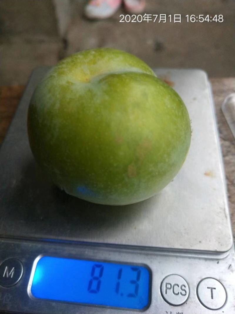 蜂糖李子苗，脆李子苗，爽口李子苗，甜味十足的李子苗