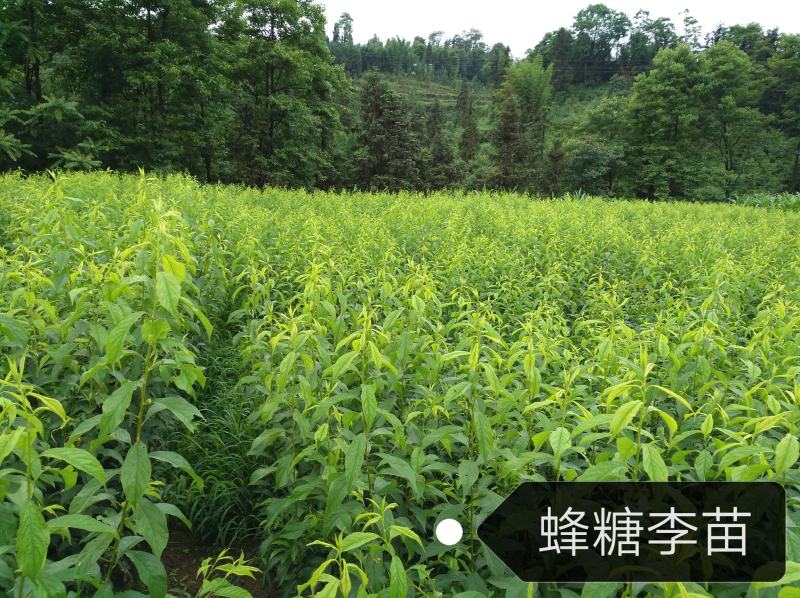 蜂糖李子苗，脆李子苗，爽口李子苗，甜味十足的李子苗