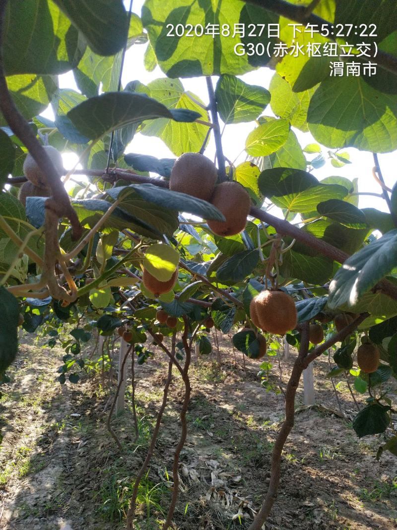 秦美，海沃德，徐香，翠香猕猴桃