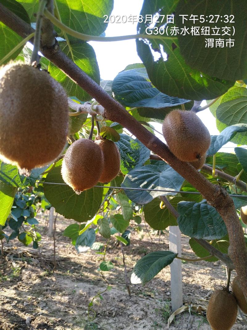 秦美，海沃德，徐香，翠香猕猴桃
