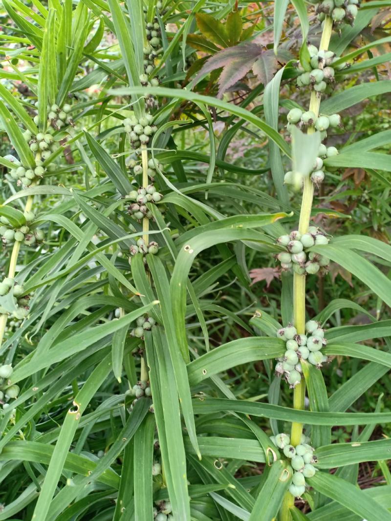 黄精，伏牛山野生黄精，细叶黄精，现采现发