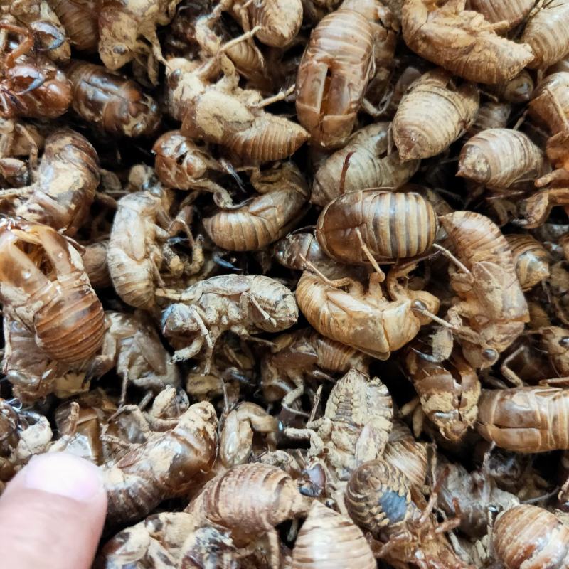 蝉蜕知了壳虫退金蝉衣壳新货诚信经营新货欢迎订购