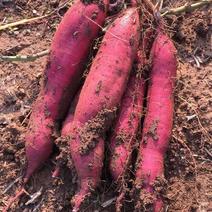 板栗红薯，种植地虢王镇