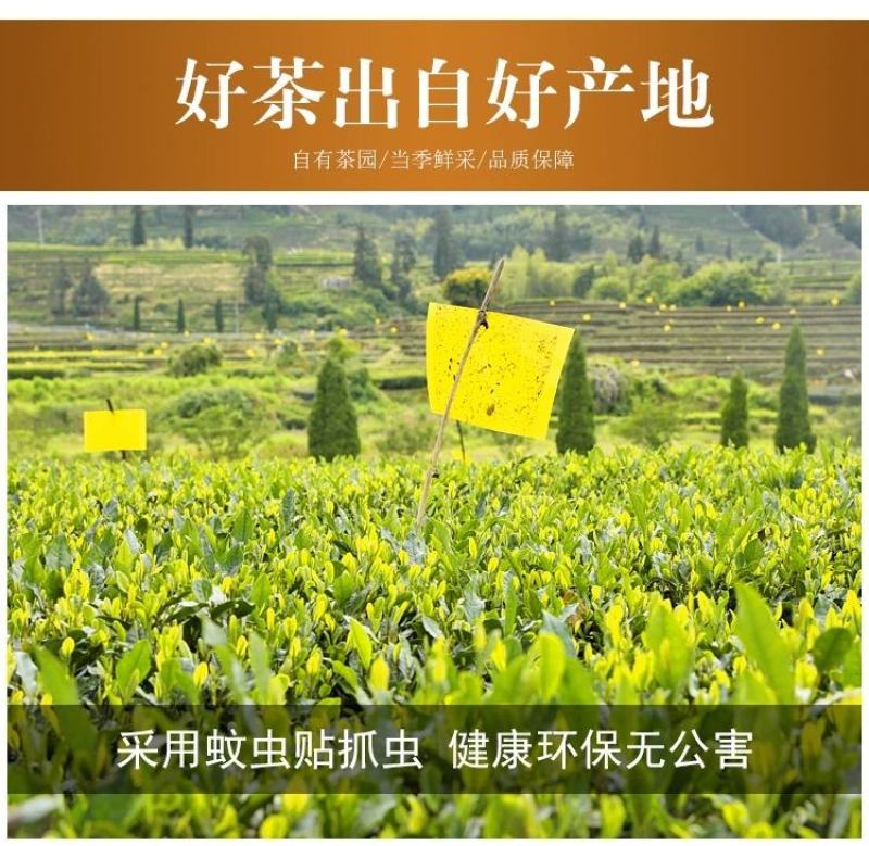 黄金芽2020年明前特级黄金芽散装
