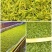 黄金芽2020年明前特级黄金芽散装