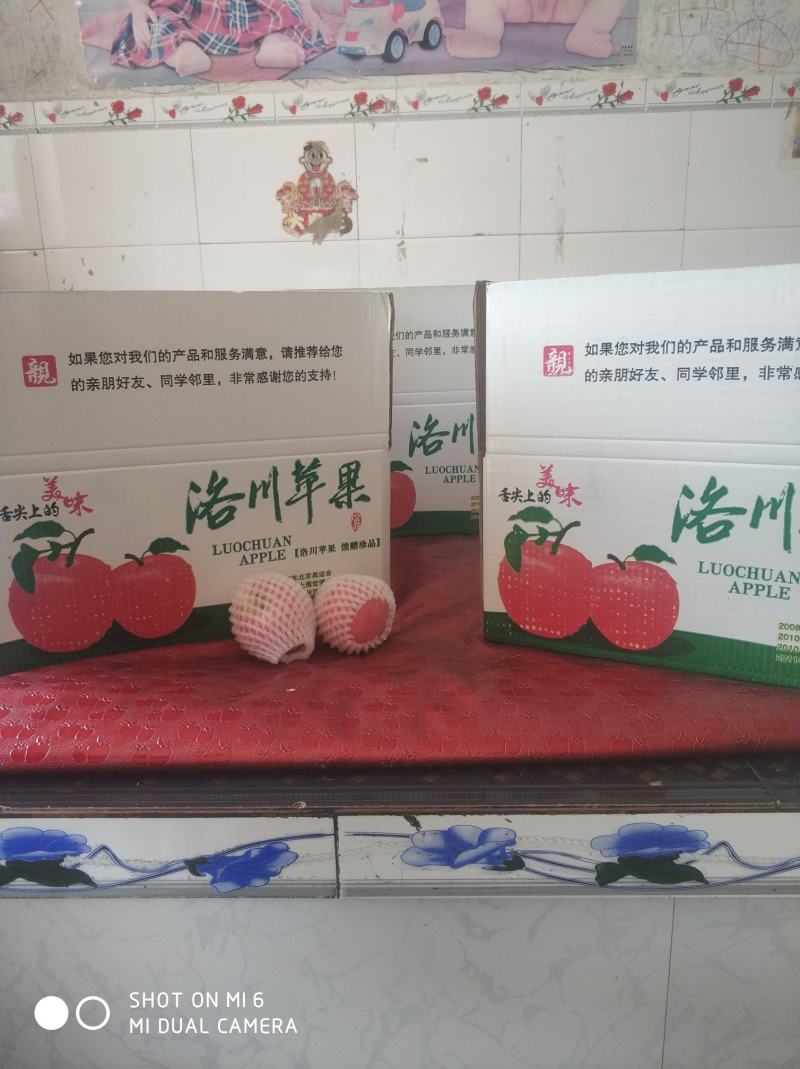 洛川苹果上市品质优秀，不一样的口感，不一样的味道