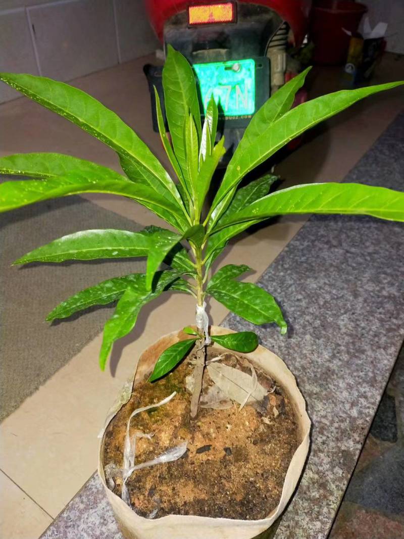 耀堂仙桃果苗，木瓜仙桃种苗