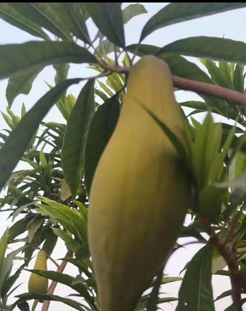 耀堂仙桃果苗，木瓜仙桃种苗