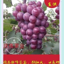 【推荐】河北巨峰葡萄巨峰葡萄产地直销颗粒大口感好