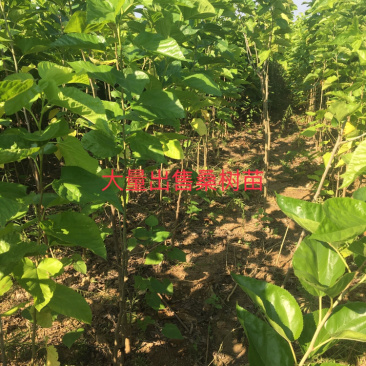 山西出售桑树苗优质货源0.5一1.5公分地经，