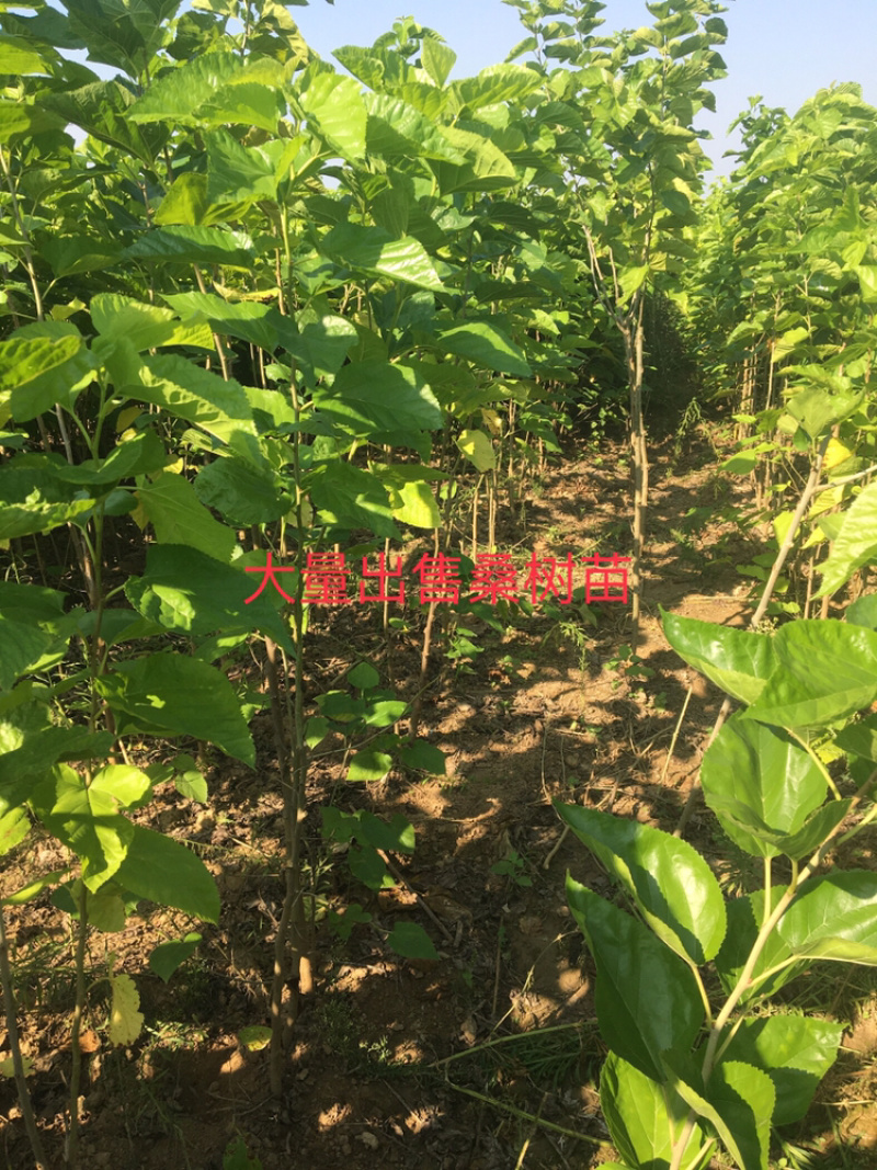 山西出售桑树苗优质货源0.5一1.5公分地经，