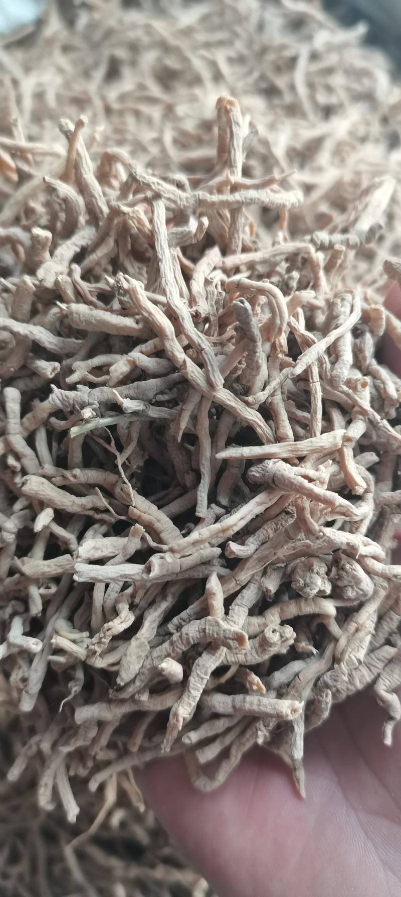 远志远志桶远志棍远志肉无硫中药材