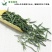 雀舌绿茶2020年明前特级银针茶叶散装