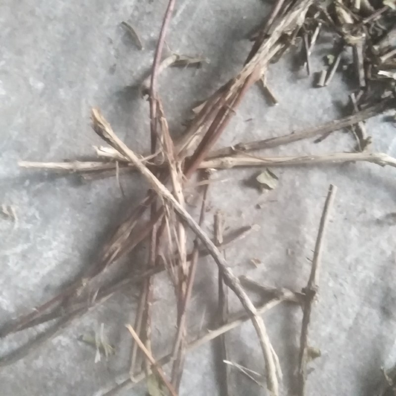 忍冬藤山上野生的按把捆扎不切段！需要的朋友提联系我