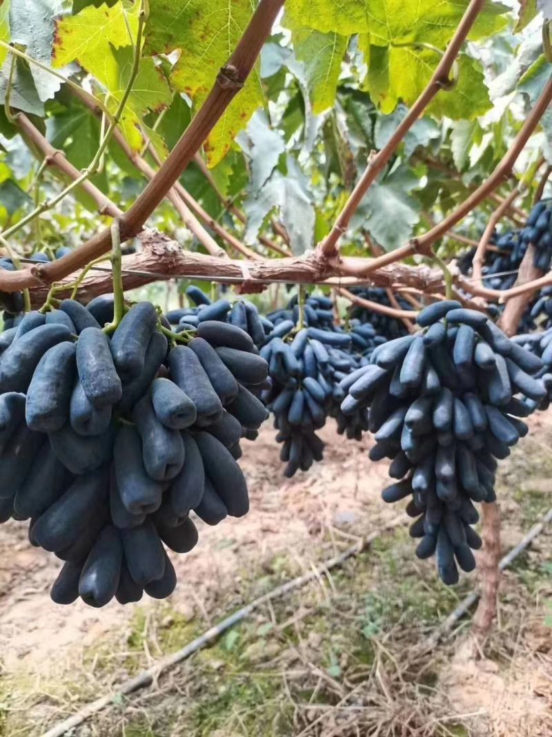 陕西省大荔县范家镇两宜镇精品优质蓝宝石金手指