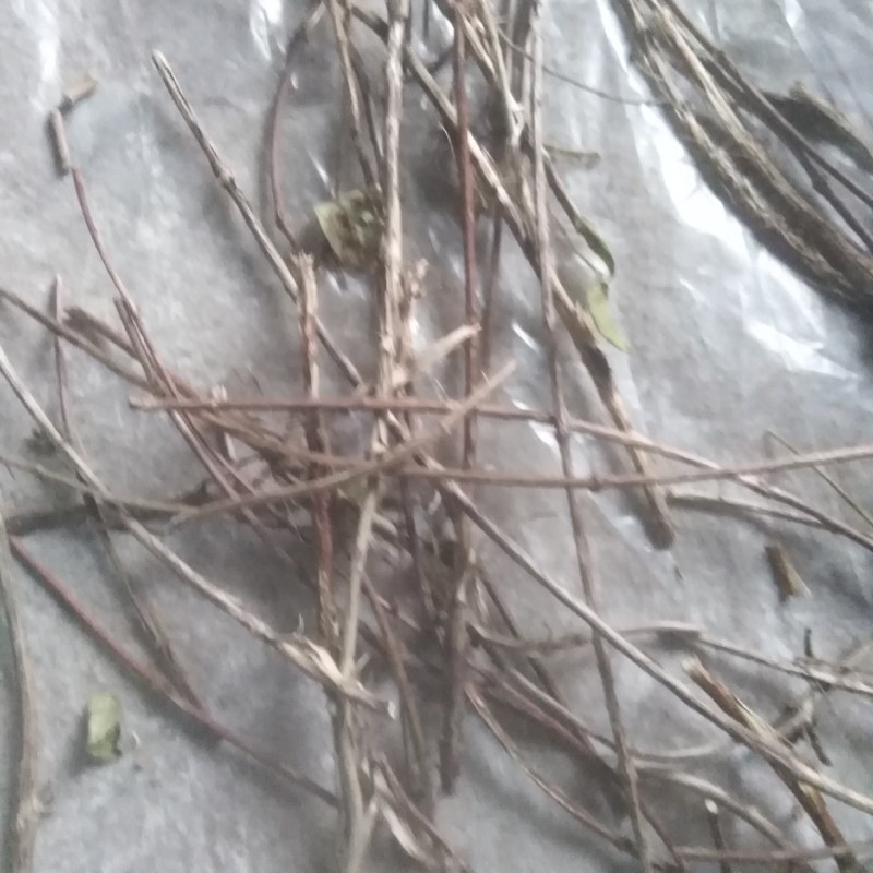 忍冬藤山上野生的按把捆扎不切段！需要的朋友提联系我