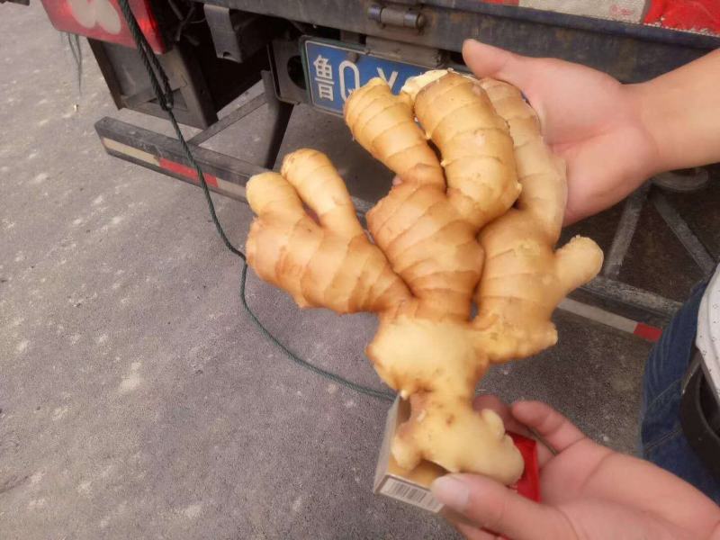 黄姜，优质大黄姜，产地直供，量大从优，质量保证