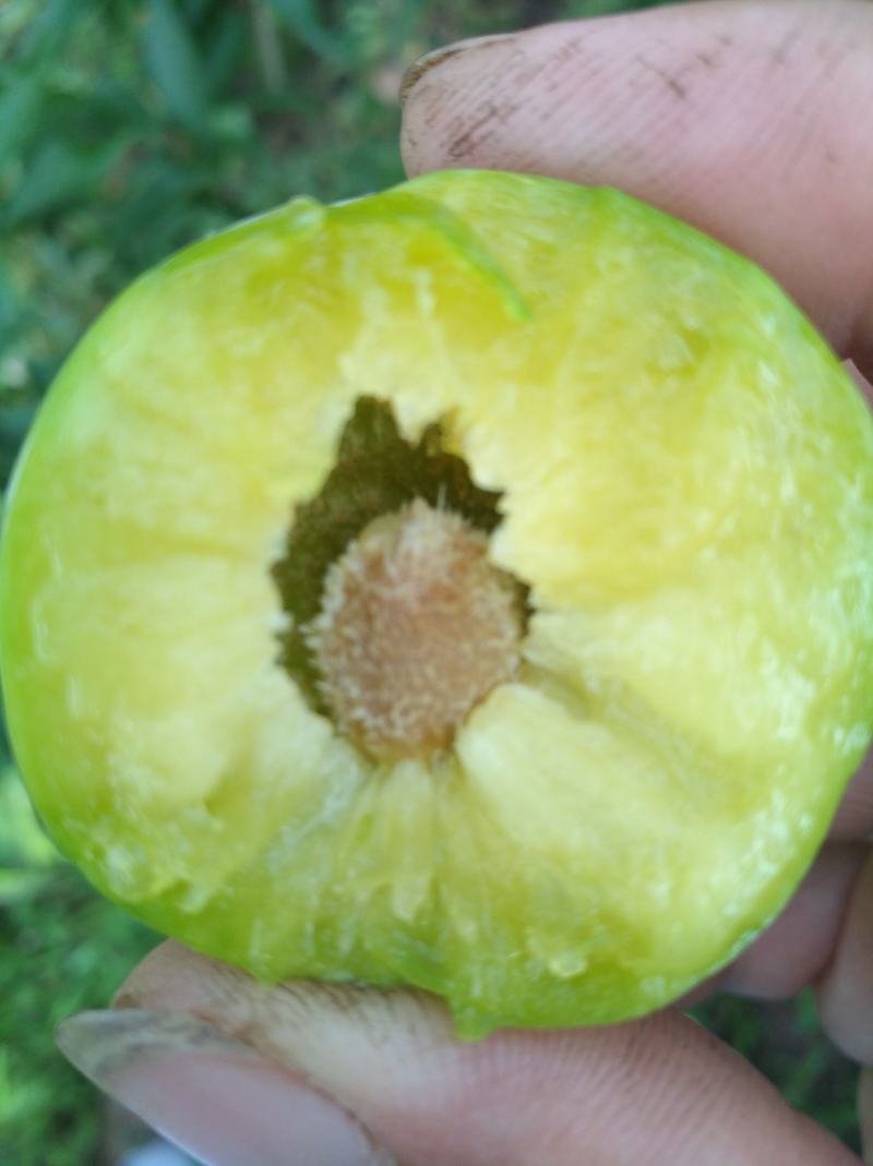 清脆李苗，李子苗，四川脱骨李子苗，青翠李子苗