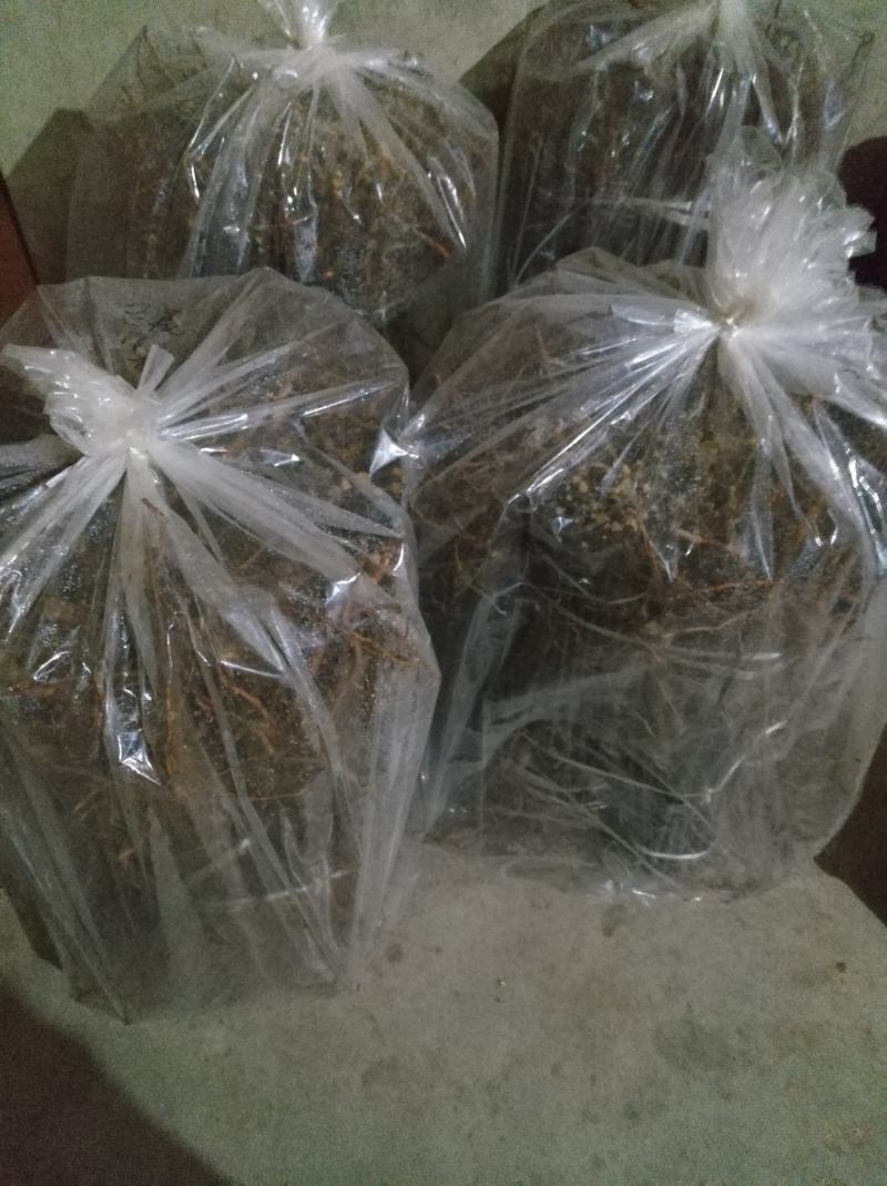清脆李苗，李子苗，四川脱骨李子苗，青翠李子苗