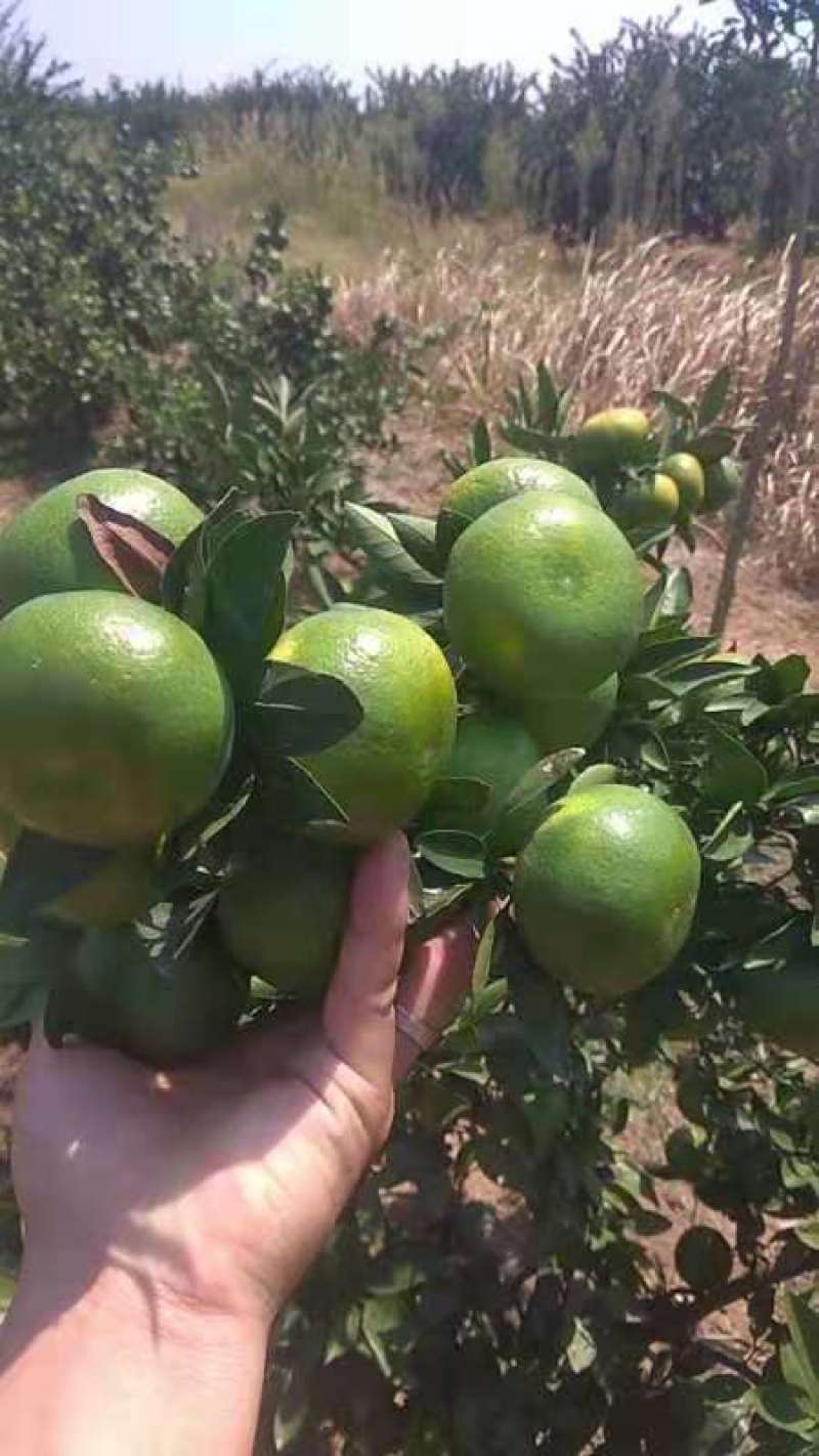 普早蜜橘『国庆一号』大量走货中皮薄多汁量大质优