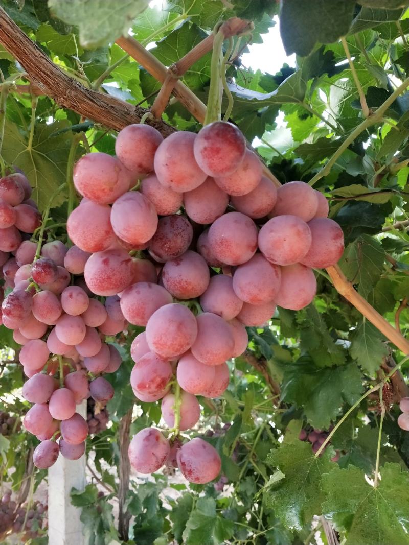 红提葡萄甘肃敦煌红提葡萄大量上市