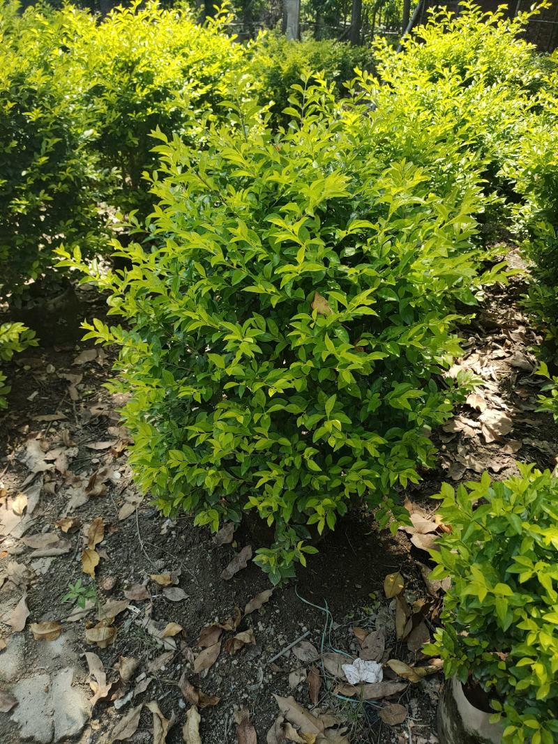 灌木类黄金叶球（黄素梅）50-80高