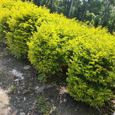 灌木类黄金叶球（黄素梅）50-80高