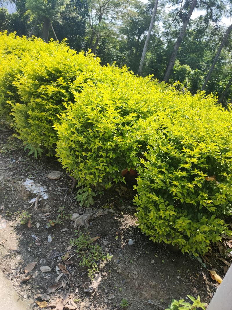 灌木类黄金叶球（黄素梅）50-80高