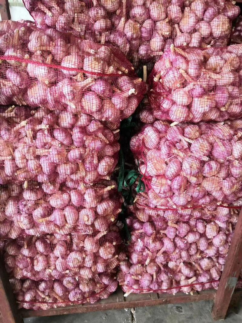 金乡太空大蒜，代发全国各大市场，常年供应产地直发