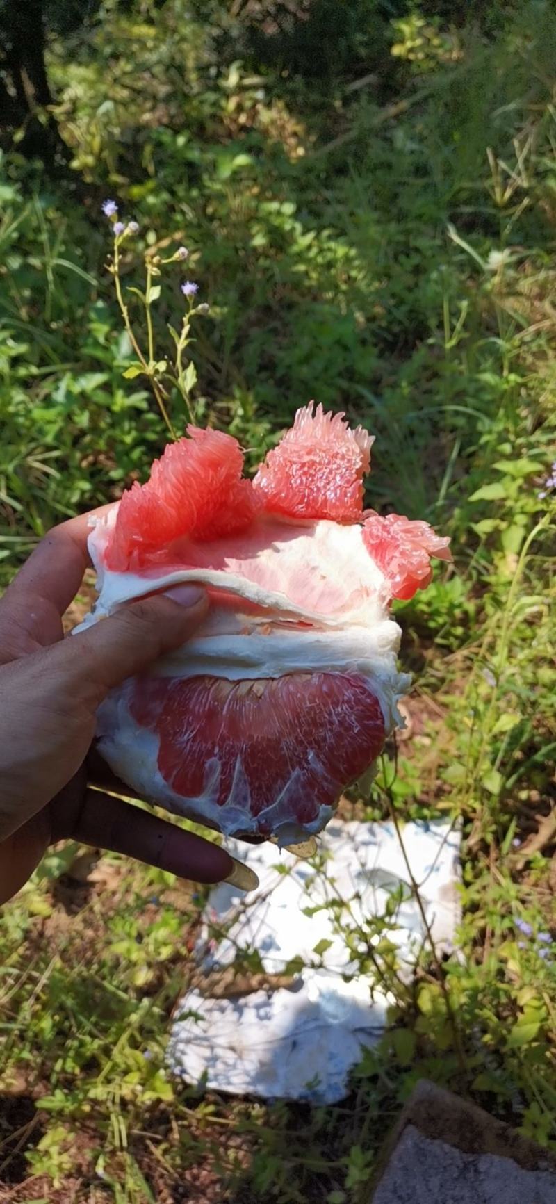 红心蜜柚2斤以上农家种植，皮薄水多，柔嫩无渣